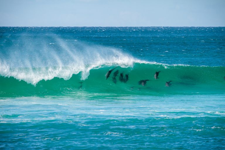 Dolphins